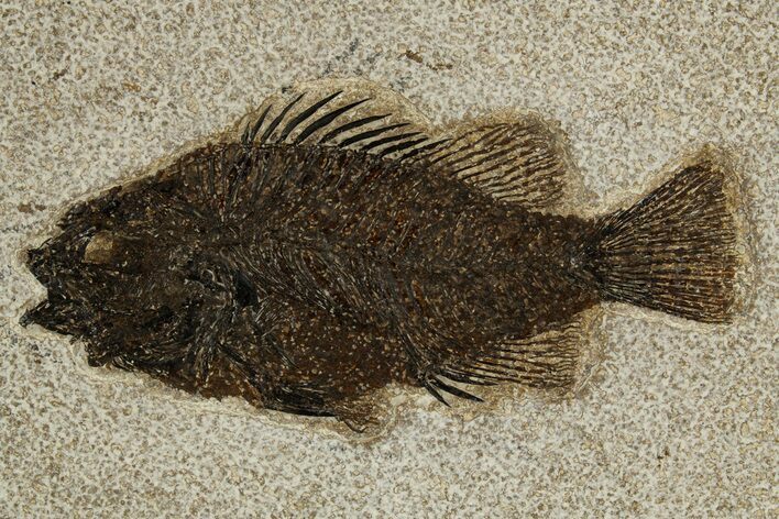 Detailed Fossil Fish (Cockerellites) - Wyoming #327816